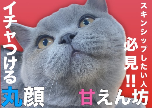 【 ブリテッシュショートヘア 】スキンシップウエルカムな丸顔にゃんこ！
