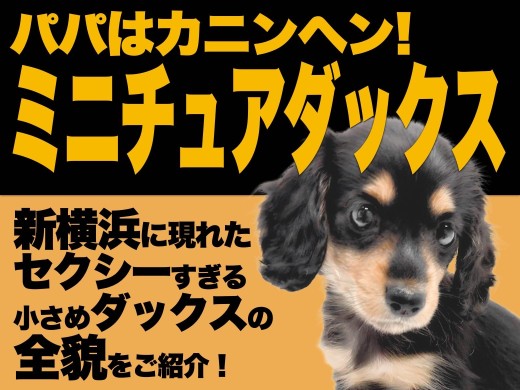 【 ミニチュアダックス 】セクシーさ秘めた優しい瞳の小さめサイズがやってきた!