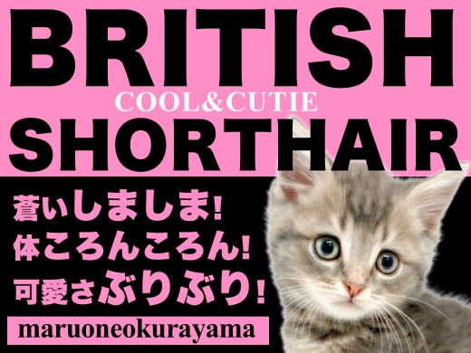【 ブリティッシュショートヘア 】唯一無二のシマブリコロンはこの子に決まり！