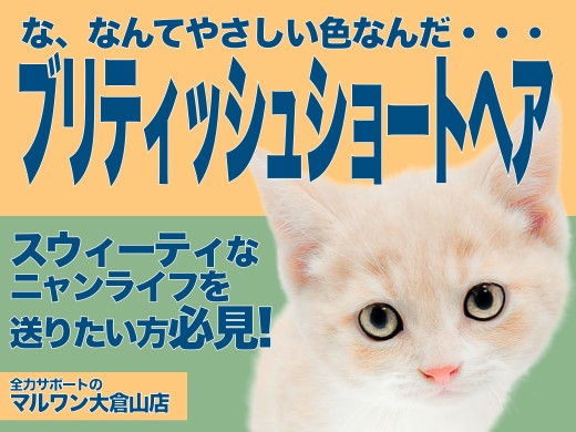 【 ブリティッシュショートヘア 】丸顔選手権優勝！見た目も性格も丸いクリームCAT