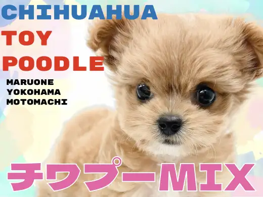 【 MIX 】小さくても可愛さ無限大！心寄り添うチワプーちゃん！