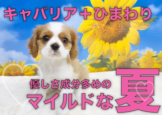 【 キャバリア 】優しさ成分多めのキャバちゃんと過ごすマイルドな夏！