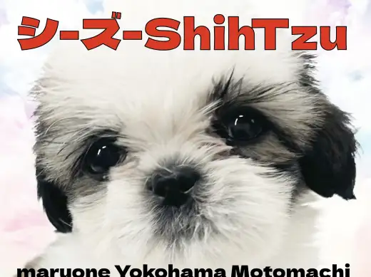 【 シーズー 】見た目も性格も満点！理想のシーズーガール現る！