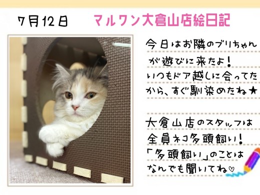 【 スコティッシュフォールド 】穏やかなスコちゃんなら多頭飼いも夢じゃない！