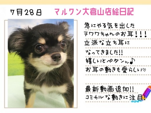 【 チワワ 】急にやる気を出したチワワちゃんのお耳！最新動画もチェック！