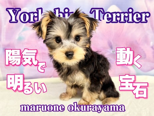 【 ヨーキー 】そばに居るだけで明るく楽しい時間が過ごせちゃうね！