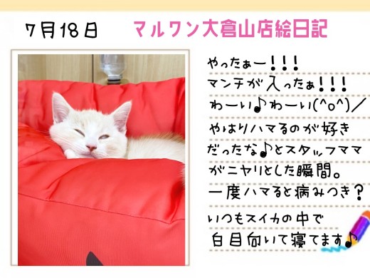 【 マンチカン 】ついに！！その時がやって来た！！世界一可愛いスイカ爆誕！！