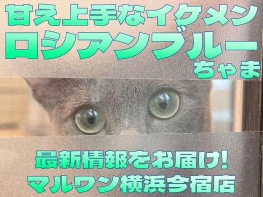 【 ロシアンブルー 】甘え上手なイケメンにゃんこの日課は人間ウォッチング！