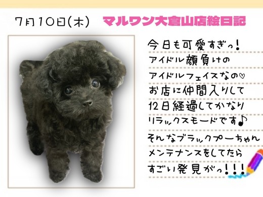 【  トイプードル 】アイドル級の可愛さ！メンテナンスしてたらすごい発見！