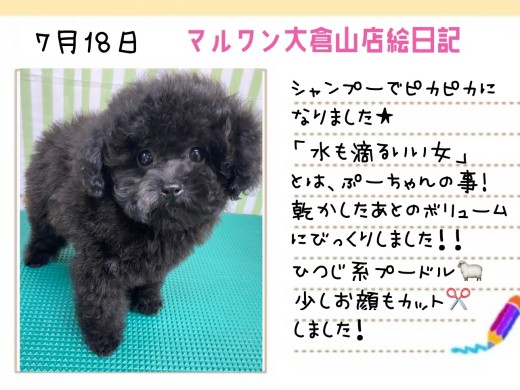 【 トイプードル 】水も滴るいい女！シャンプーでピカピカ大変身！