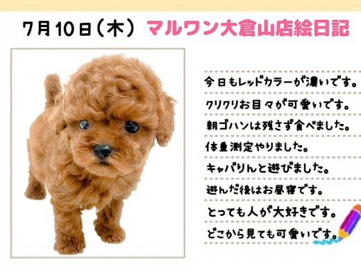 【 トイプードル 】生後3ヶ月で1.0kg！鮮やかレッドのフレンドリーワンコ！