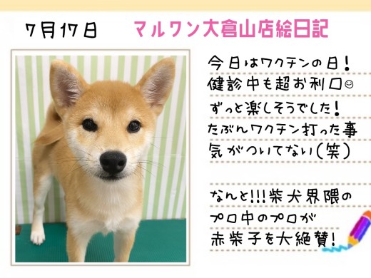 【 柴犬 】健康状態・見た目・性格も超太鼓判のイベントDay！！