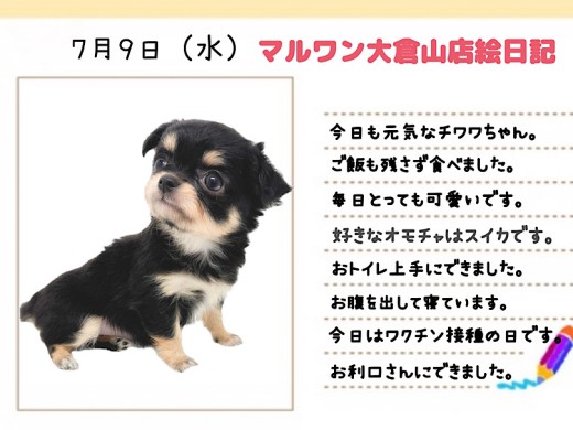 【 チワワ 】今日は2回目のワクチンの日！真夏の暑さにも負けない元気娘！