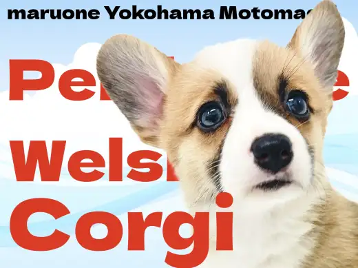 【ウェルシュコーギー】短足わんこな横浜元町のムードメーカー！【ペンブローク】