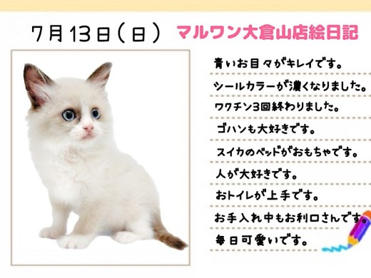 【 ラグドール 】温厚で美しい大型ネコちゃんが好きな方はこの子に決まり！