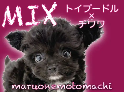 【 MIX 】トイプードル×チワワ小さな紳士さま横浜元町店に登場！！
