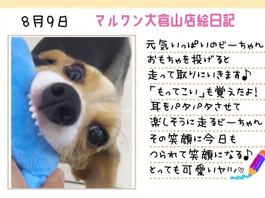 【 ビーグル 】もってこいを覚えたビーちゃん！自信満々なドヤ顔に注目！