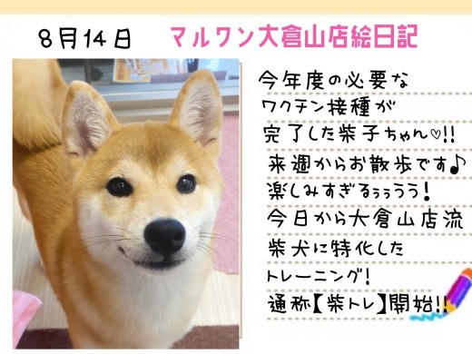 【 柴犬 】柴トレ開始！苦手を少なくするへそ天チャレンジスタート！