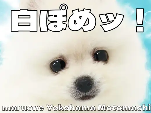 【 ポメラニアン 】愛されフェイスのポメラニアンがやってきた！