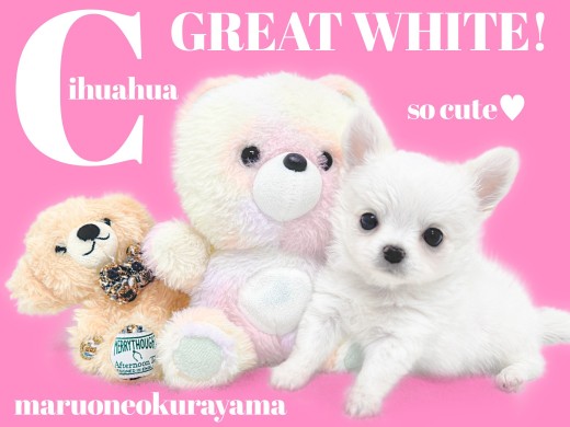 【 チワワ 】小柄なのに心は寛大！とっても勇敢なゲキカワプリンス登場！