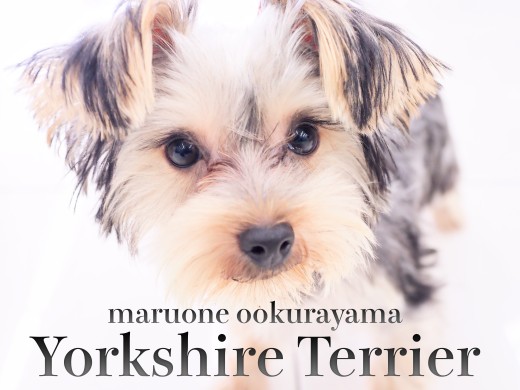 【 ヨーキー 】要求吠えほぼゼロ？！サイレントヨーキーに成長！！