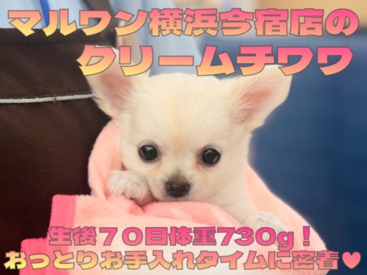 【 チワワ 】生後70日体重730g！癒し系チワワちゃまお手入れタイムに密着！
