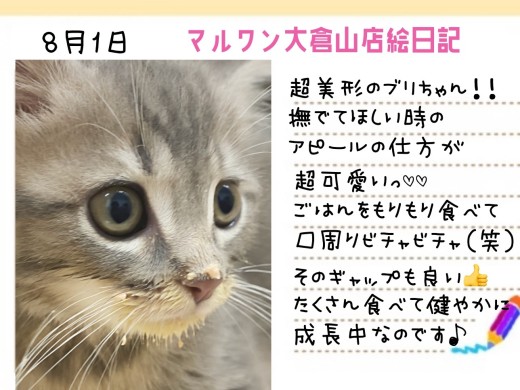 【 ブリティッシュショートヘア 】モリモリ食べて健やかに成長中な甘ブリちゃん！