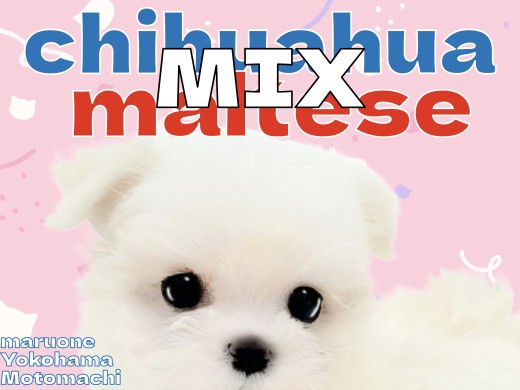 【 MIX 】チワワ×マルチーズ！小さな体に溢れる魅力！
