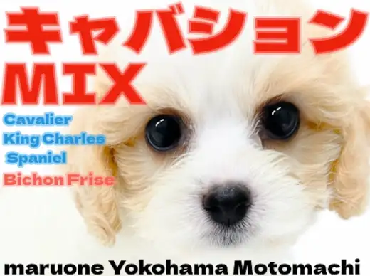 【 キャバション 】キャバリア×ビションの超アイドルMIXが横浜元町に降臨！