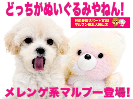 【 MIX 】どっちがぬいぐるみ？柔らかメレンゲ系カラーのドワーフマルプー！