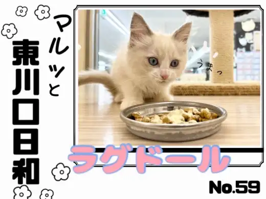 【 マルっと東川口日和No.59 】純白の美少女！癒し系ラグドール現る！