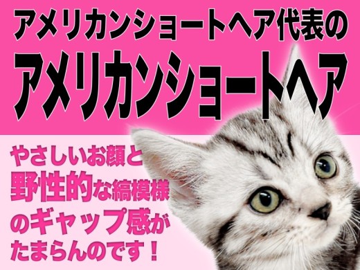 【  アメリカンショートヘア 】優しいお顔とワイルドな縞模様の美アメショ！