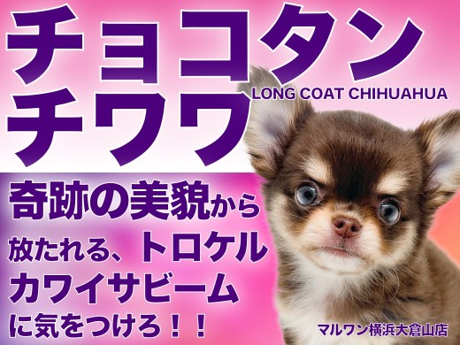 【 チワワ 】最高ルックス！柔らかチョコタンカラー！小さめサイズの女の子！