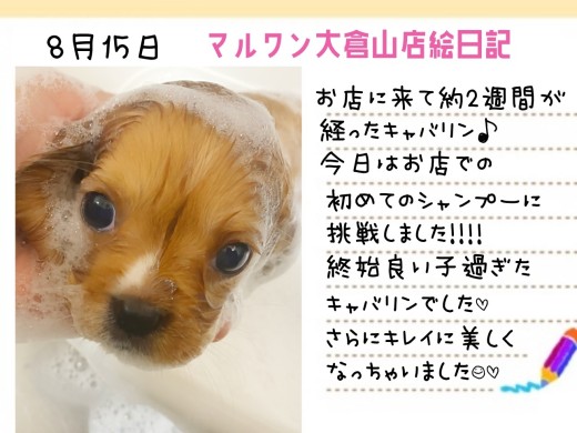 【 キャバリア 】初めてのシャンプーは終始お利口さん！！更に美しく大変身！