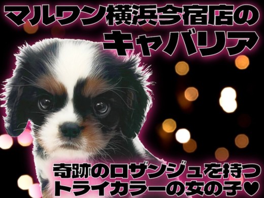 【 キャバリア 】幸福を呼ぶロザンジュをもつトライカラーの女の子が聖地に登場！