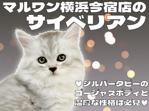 【 サイベリアン 】初心者必見！シルバータビーが美しい甘え上手で温厚な男の子！