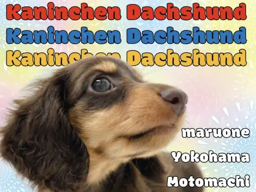 【 カニンヘンダックスフント 】とろけるチョコ色癒し系カニンヘン登場！