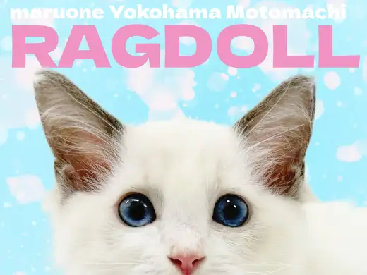 【 ラグドール 】青い瞳のぬいぐるみキャットが横浜元町にやってきた！