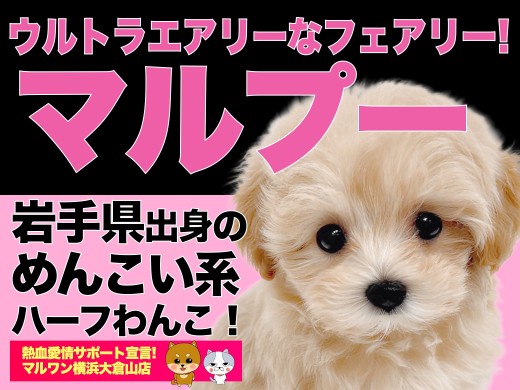 【 MIX 】可愛いすぎる注意報発令！！ぬいぐるみ系エアリーマルプー！