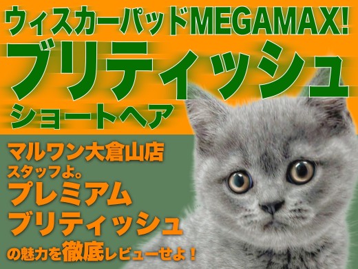 【 ブリティッシュショートヘア 】容姿・性格二重丸！大倉山のプレミアムニャンコ！