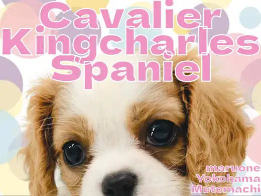 【 キャバリア 】王道アイドル横浜元町に登場！【 キングチャールズスパニエル 】