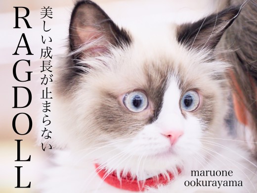 【 ラグドール 】美しく成長中の育てやすさ満点なスーパーキャット！