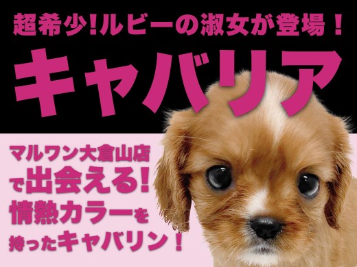 【 キャバリア 】超希少！ルビーカラーを身にまとったフレンドリープリンセス！