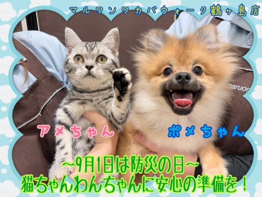 【 大事な家族の備え 】9月1日は防災の日！ペットの防災用品の備え方とは？