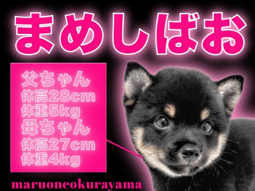 【 豆柴 】元気いっぱいエネルギッシュなイケメン！漆黒ブラックの黒豆柴！