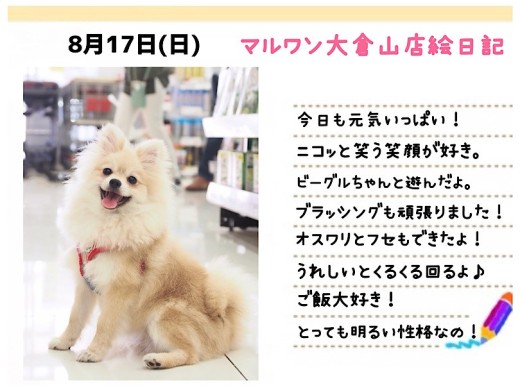 【 ポメラニアン 】笑顔が素敵！ポテンシャル高きフレンドリーなプリンセス！