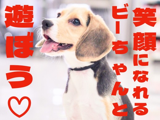 【 ビーグル 】美しさとパワフルさてんこもり！笑顔マシマシで成長中！