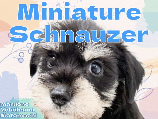 【 ミニチュアシュナウザー 】可愛い賢いおひげわんこが横浜元町店に登場です！