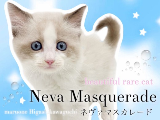 【 ネヴァマスカレード 】見逃し厳禁！唯一無二の激レアキャットが東川口店初登場！