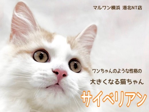 【 サイベリアン 】お友だち大好き!ワンちゃんのように人懐こく成長中!